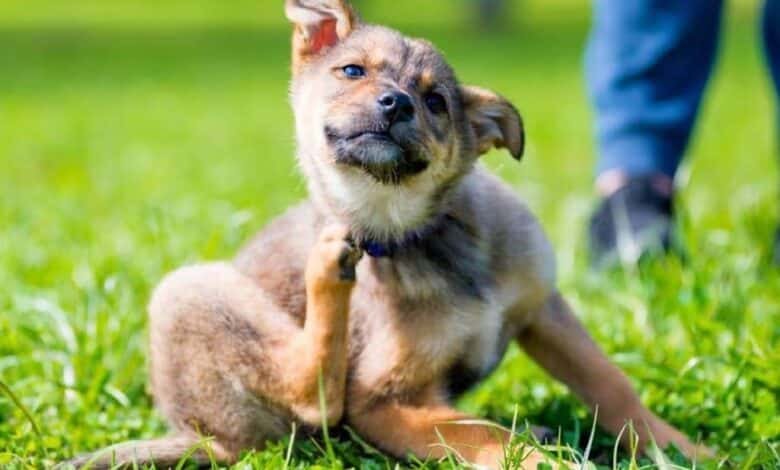 Conoce los motivos por lo que tu perro se rasca 