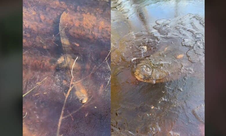 Captan a un caimán congelado en un lago al estilo Jurassic Park