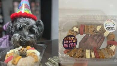 Crean adorable Rosca de Reyes para perros 