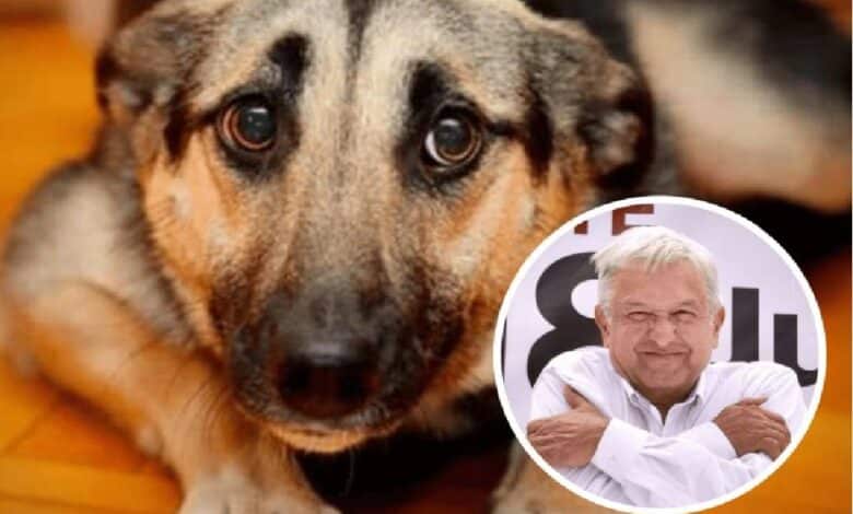 Paquete de reformas incluirá iniciativa sobre maltrato animal: AMLO