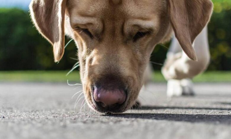 Los perros detectan calor a través del olfato, según investigadores