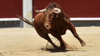 Tribunal revoca suspensión contra corrida de toros en Plaza México