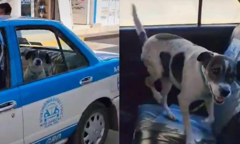 Max: El perrito viral que toma taxi para volver a su casa