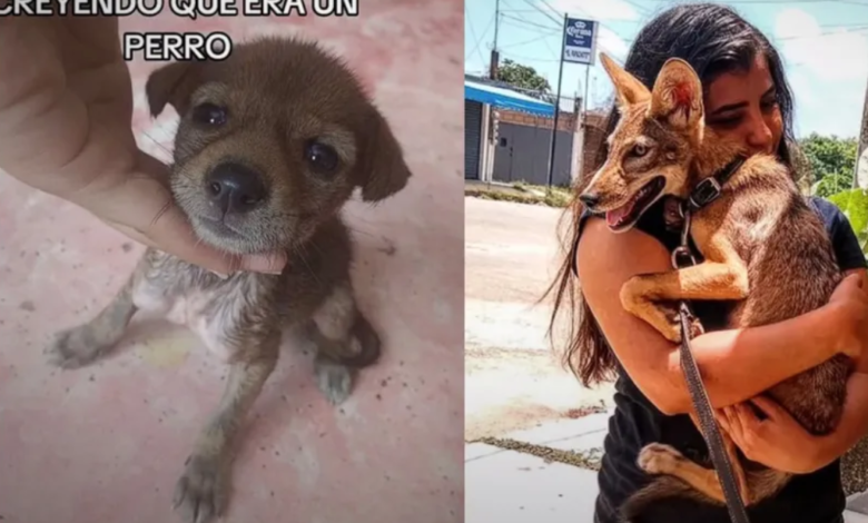 Adoptan a un perrito sin saber que era un COYOTE; así fue criado el lomito