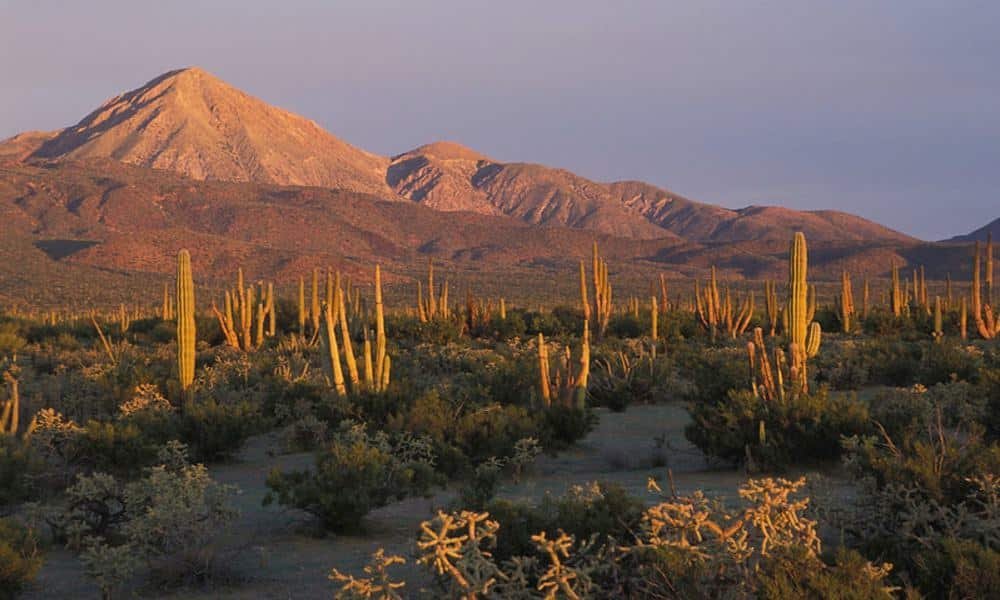 Reserva de la Biosfera El Vizcaíno (Baja California Sur)