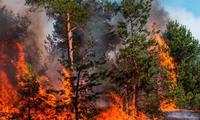 En México siguen activos, 113 incendios forestales