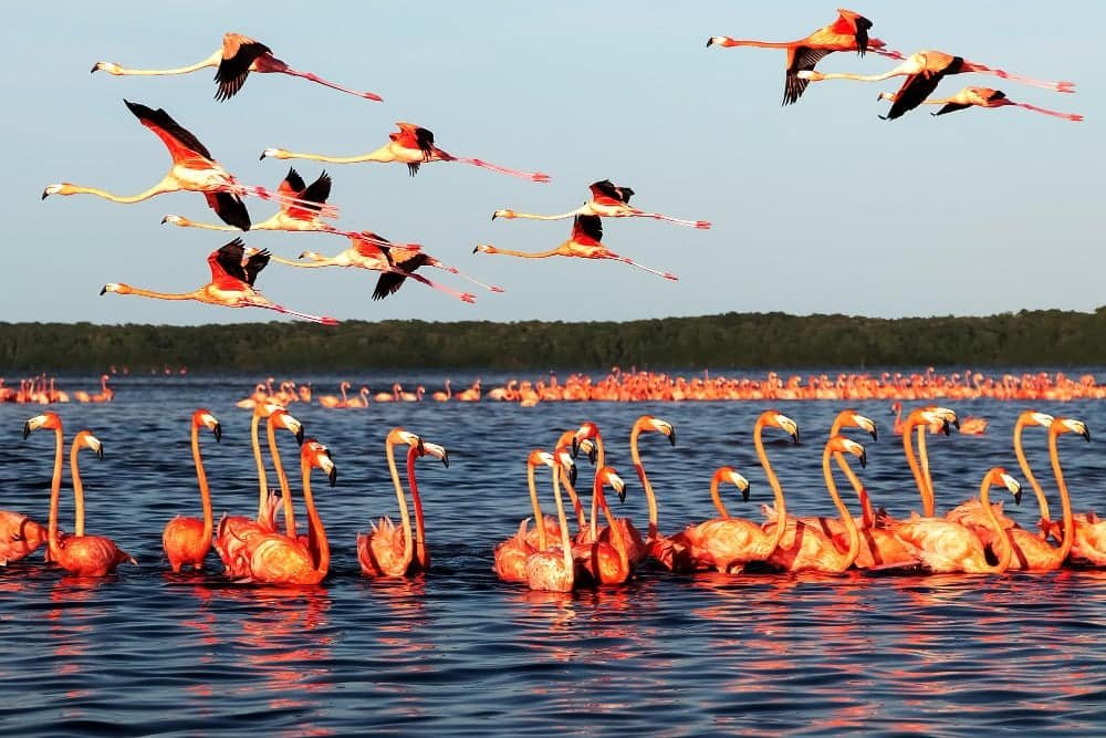 Reserva de la Biosfera Ría Celestún (Yucatán)