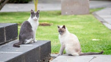 Gatos palacio naional.