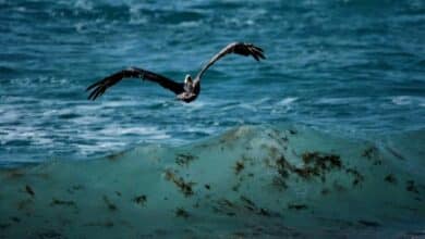 Alerta sobre masiva presencia de sargazo en el Mar Caribe