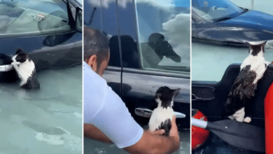 Rescatan a gato que se aferró a un auto tras inundaciones en Dubai