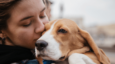 Seguro para mascotas, una inversión responsable