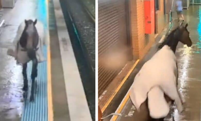 Video: Caballo se escapa y entra a estación del Metro