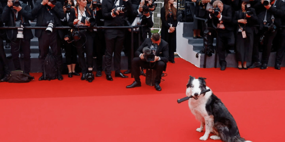 Messi, el perro actor triunfa en Cannes, tendrá su propia serie