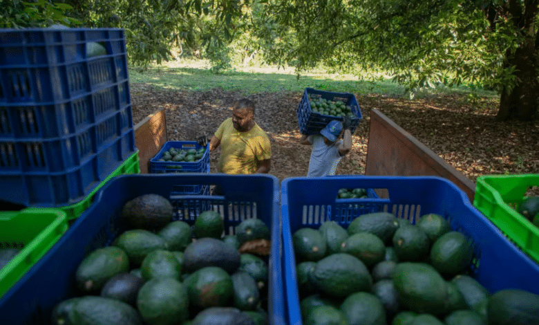 Asaltan tractocamión cargado de 40 toneladas de aguacate en Michoacán