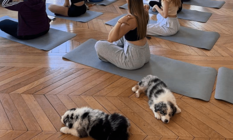 Italia prohíbe yoga con perritos tras informes de presunto maltrato animal