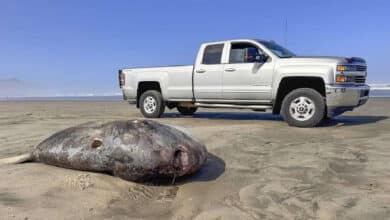 Pez luna embaucador de 2 metros sorprende en playa de EU