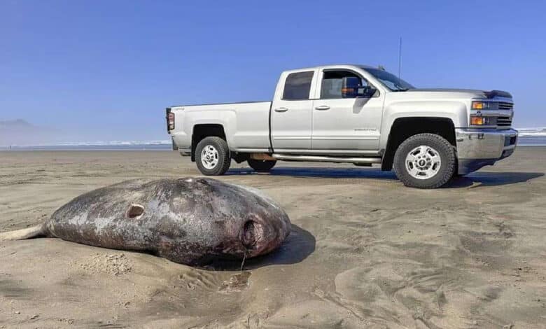 Pez luna embaucador de 2 metros sorprende en playa de EU