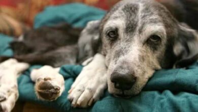 Jadeo en perros ancianos, síntomas de diversas condiciones