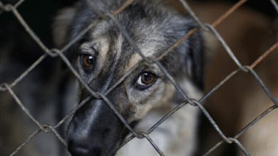 Diputados aprueban reforma contra el maltrato animal