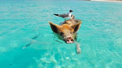 Cierran Playa de los Cerditos en Yucatán