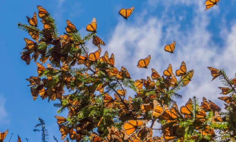 Millones de Mariposas Monarcas llegan a santuarios michoacanos