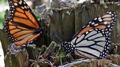 En Jiquipilco, cierran santuario de la mariposa monarca