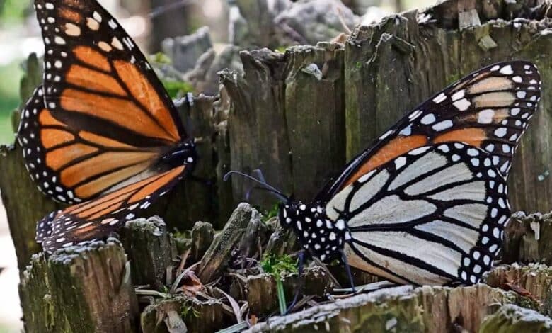 En Jiquipilco, cierran santuario de la mariposa monarca