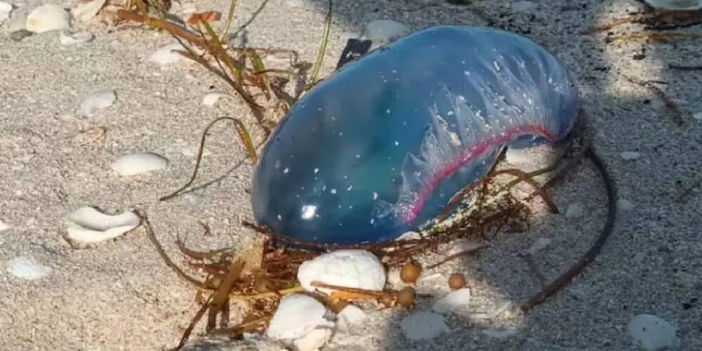 Pescadores reportan presencia de medusas en playa de Yucatán