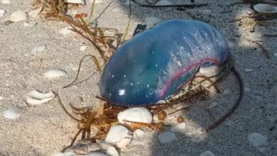 Pescadores reportan presencia de medusas en playa de Yucatán