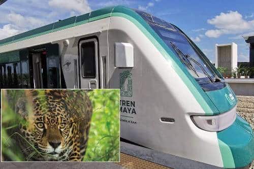 Tren Maya alista monitoreo de pasos de fauna