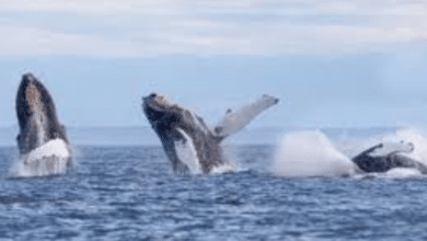 Ballenas jorobadas visitan El Salvador