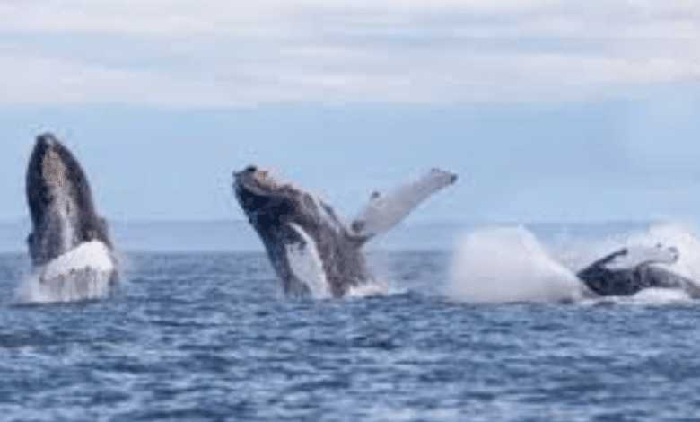 Ballenas jorobadas visitan El Salvador