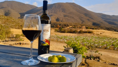 El Valle de Guadalupe El corazón del vino mexicano que conquista el mundo