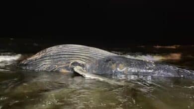 Hallan ballena de 8 metros muerta en playa de Mazatlán