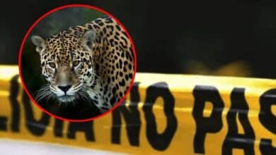 Matan a jaguar en peligro de extinción en la huasteca potosina