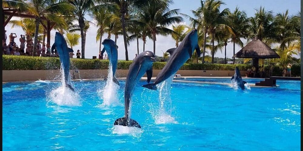 Profepa investiga delfinario en hotel Barceló Riviera Maya