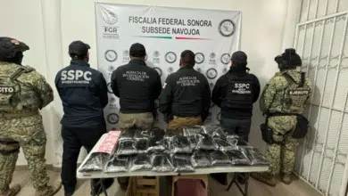 Detienen en Sonora a hombre con 32 kg de fentanilo ocultos en cargamento de nopales