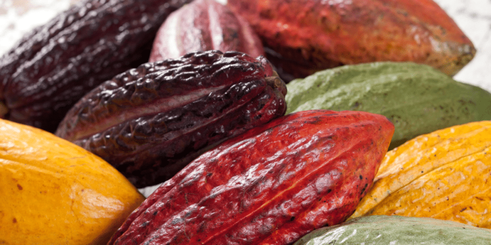 Las Variedades de Cacao Descubre sus Características y Diferencias