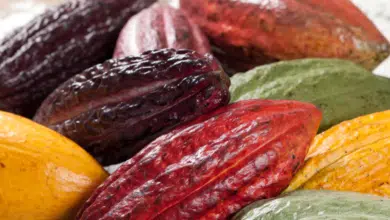 Las Variedades de Cacao Descubre sus Características y Diferencias