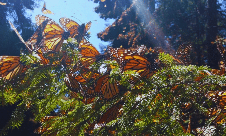 Incendio amenaza santuario de Mariposa Monarca en Michoacán