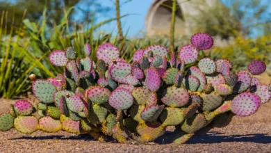 Los nopales morados de la Zona del Silencio_ un fenómeno natural en Durango que parece de otro planeta