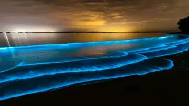 Playas bioluminiscentes, ¡descubre dónde verlas brillar!